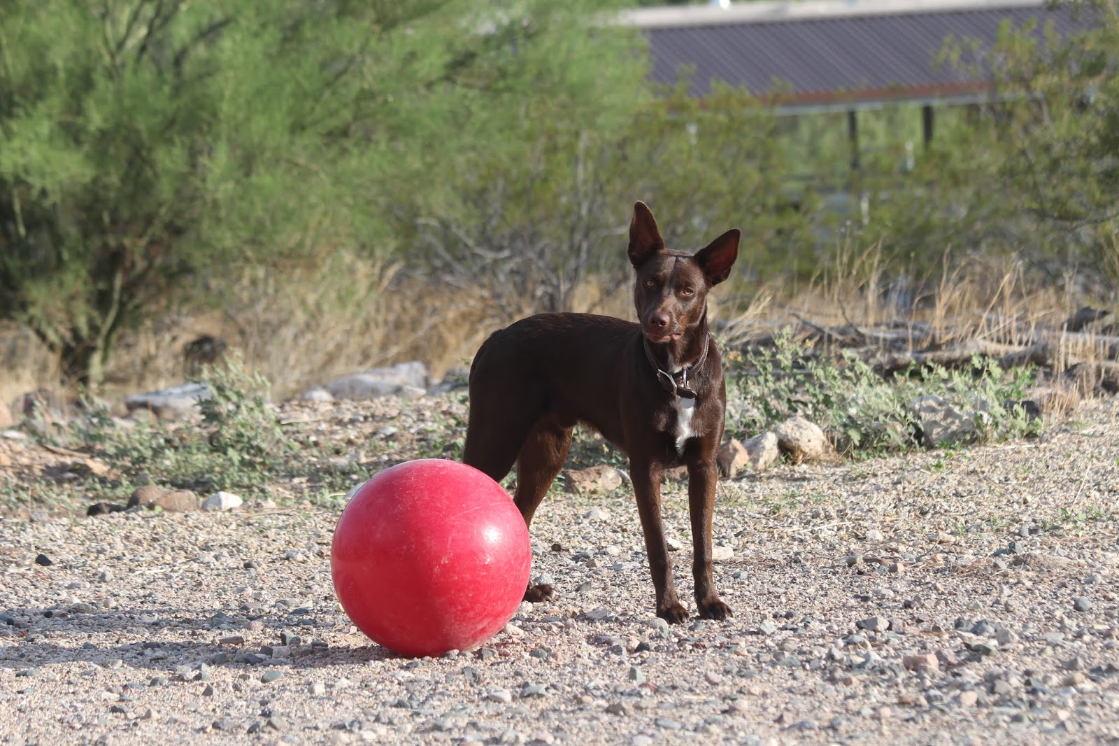 jolly pets push and play