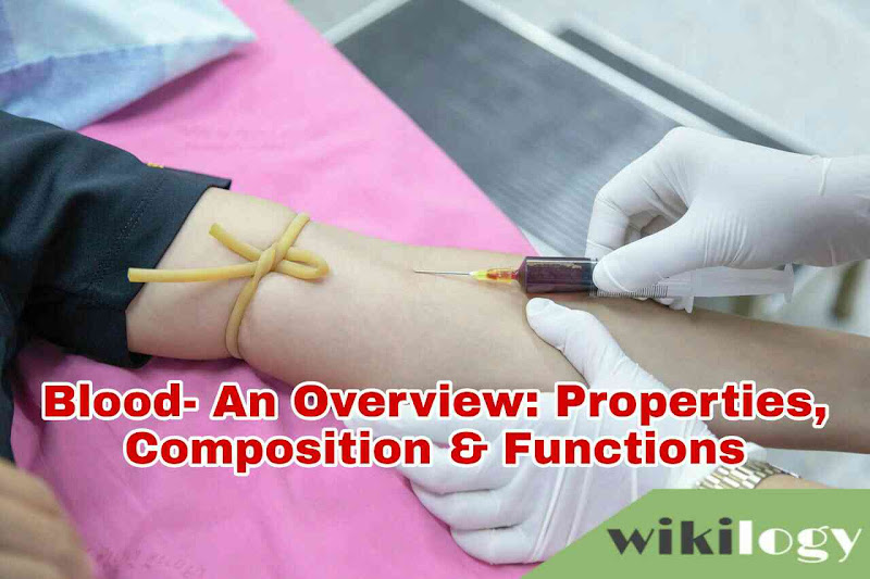 Blood- An Overview: Properties, Composition & Functions