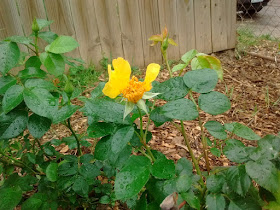 1st Rose of Year shaped like a Butterfly Bloomed Easter Sunday