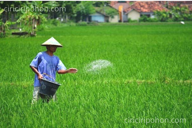 Ciri Ciri Pohon Pupuk NPK Untuk Padi