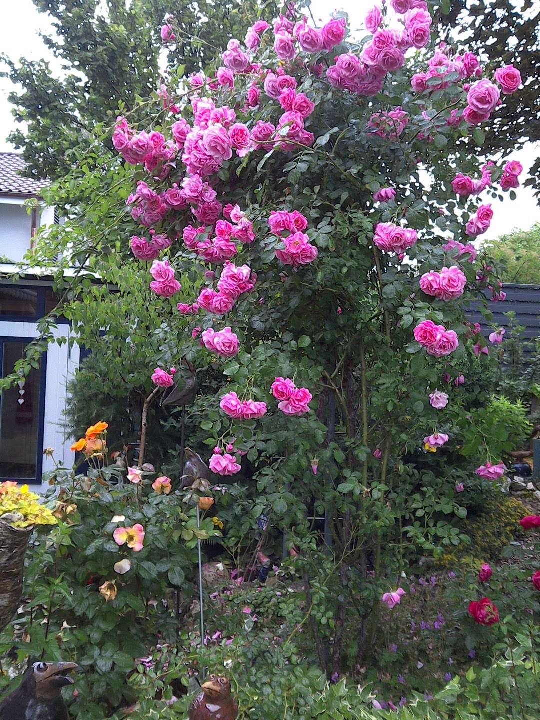 vogelnest: Rosen im Garten