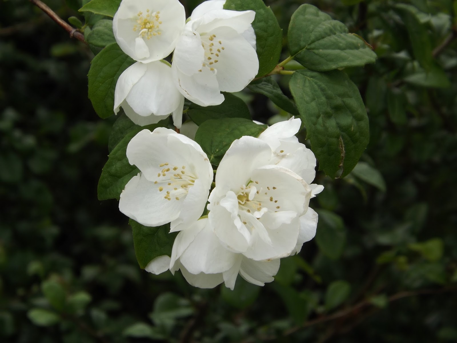 Le Jardin De La Salamandre Philadelphus Virginal