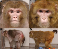 monkeys21-300x253%255B1%255D.jpg
