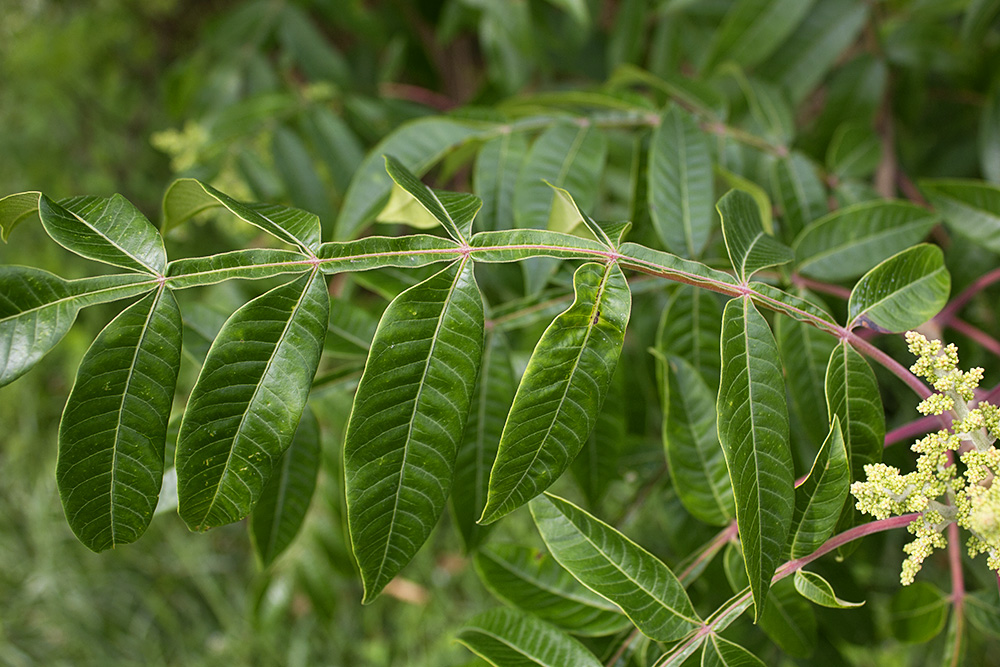 Rurification Robin Edmundson Winged Sumac