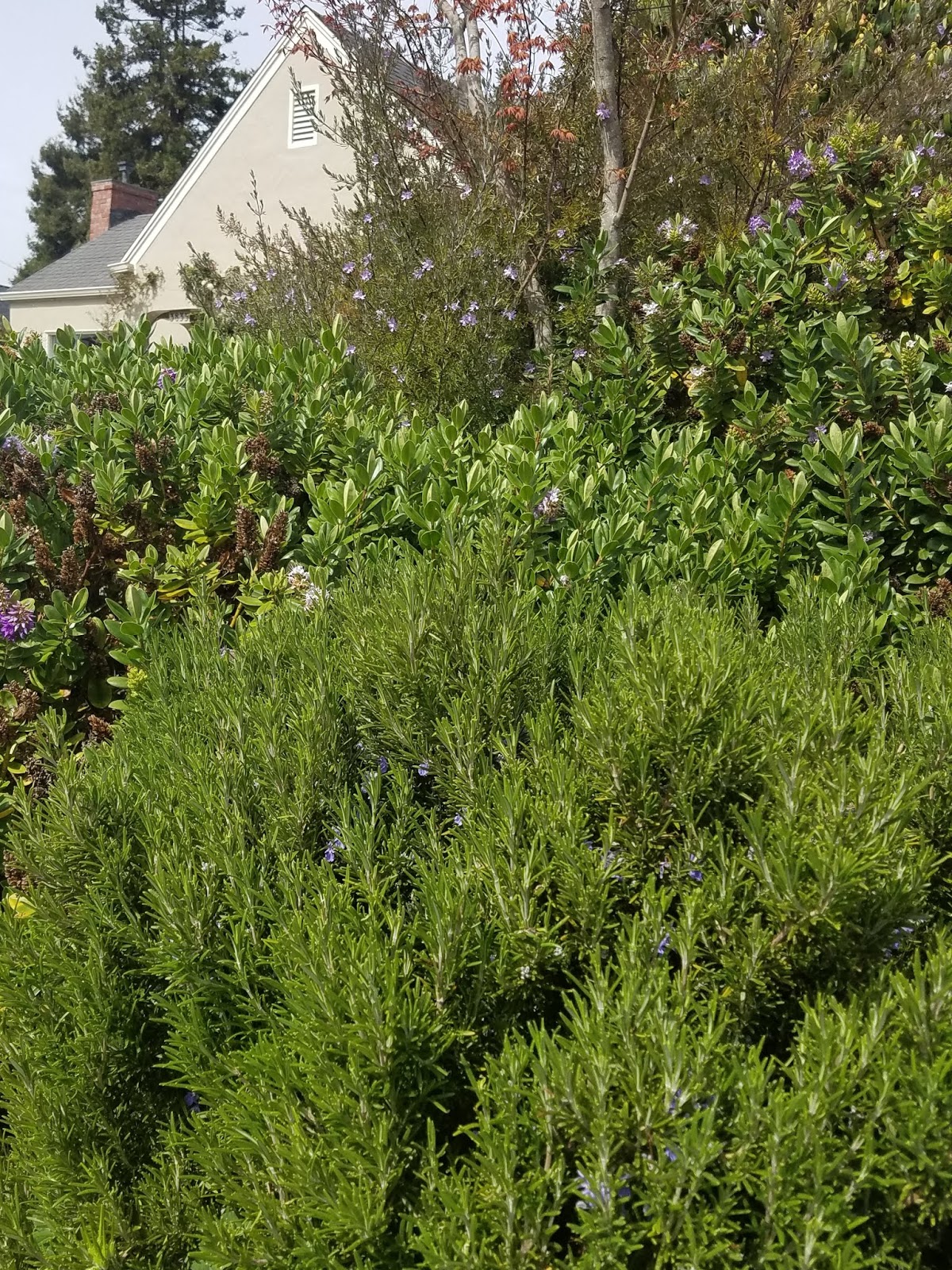 Rosemary & Remembrance