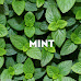 Healthy Benefits Of Mint in Daily Life