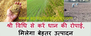 Scientific Method of Preparing Paddy Nursery with SRI Method, Low Cost and Better Production
