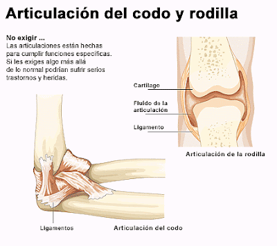 ARTICULACIONES DEL CODO Y LA RODILLA INDICANDO PARTES Dibujo de la Articulación del codo y la rodilla e indicando partes