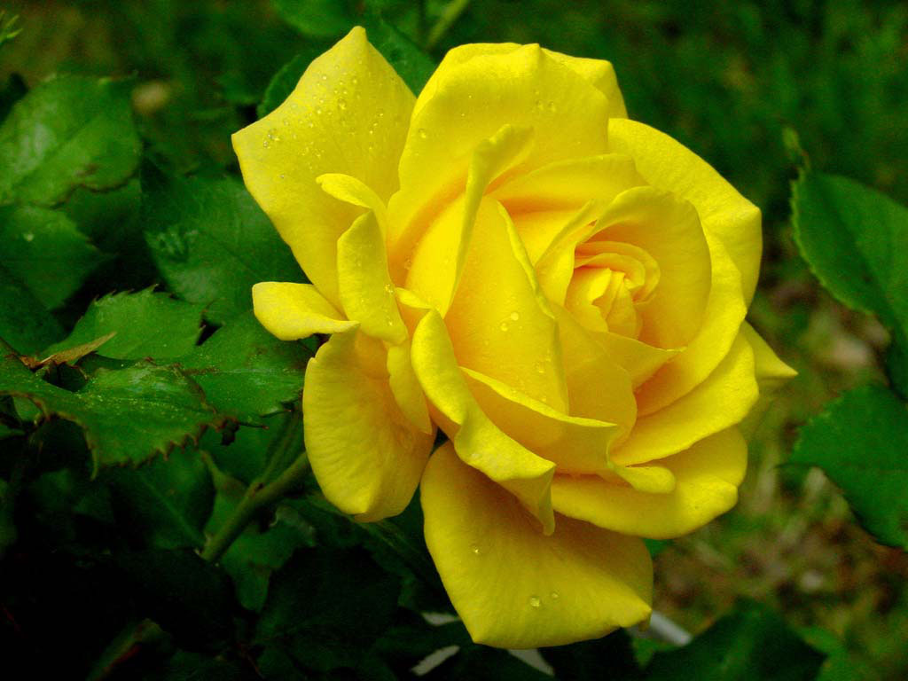 Hãy đến với hình nền hoa hồng vàng để thưởng thức khoảnh khắc tuyệt đẹp và lãng mạn. Bông hoa này thực sự là một thiên thần trên ngàn hoa, sẽ làm bạn cảm thấy như đang được bao phủ bởi sự ấm áp và tình yêu.