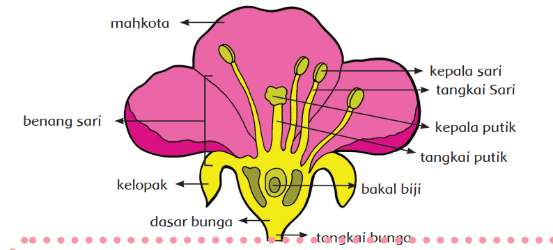 Materi Tematik Kelas 6 Tema 1 Selamatkan Makhluk Hidup Subtema 1 Tumbuhan Sahabatku Tuluszvleura Com