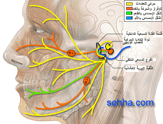 محمد بلعنتوت الحسيني ، باحث في الطب التكميلي وخبير في العلاج الطبيعي التكميلي بالمغرب ، ألم العصب السابع ذو الوجهين