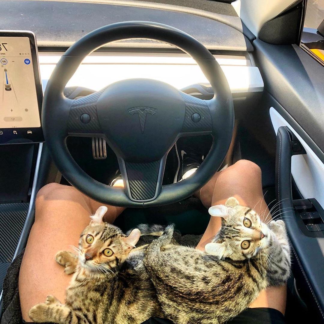 hot-bodybuilder-sitting-car-driving-two-young-cute-wild-cats-lap