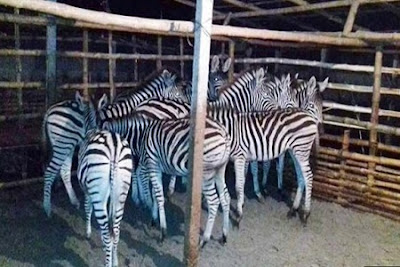 Jessore recovered 10 zebras from cow cow-slaughter, 