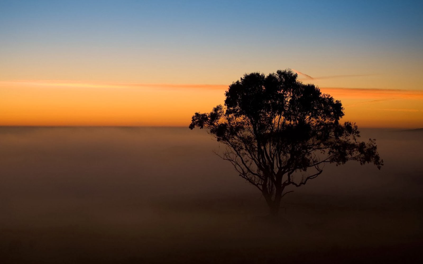 wallpapers: Trees In The Mist