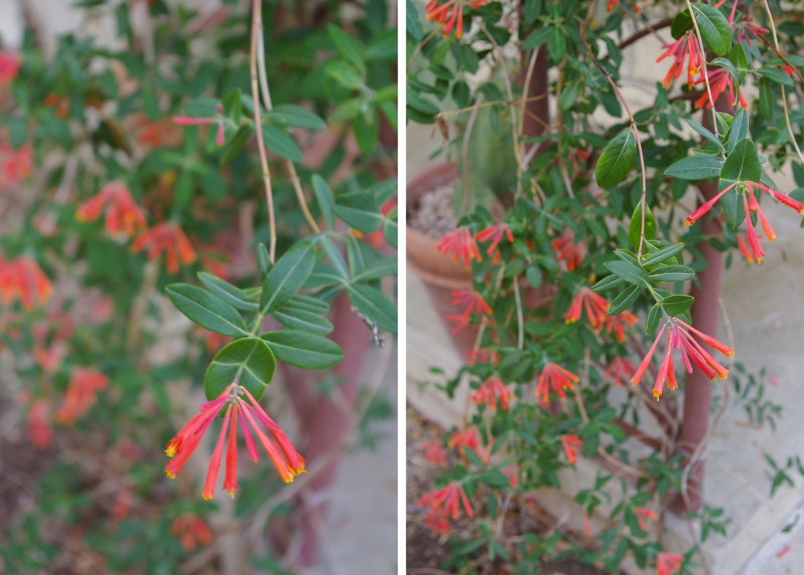 The Grackle Coral Honeysuckle Vine