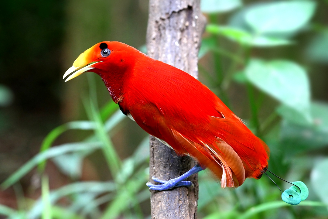 Burung Cendrawasih Raja - King Bird of Paradise (Cicinnurus regius