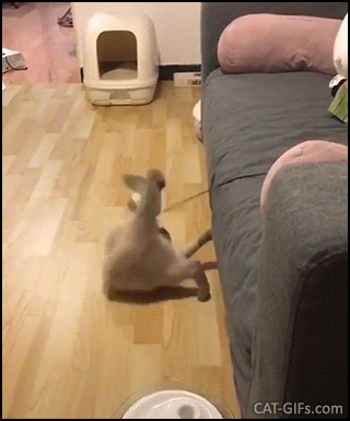 Hilarious Cat GIF • Haha, this is the most startled cat in the world: jumping, leaping and spinning like crazy! Hilarious Cat GIF • Haha, this is the most startled cat in the world: jumping, leaping and spinning like crazy!