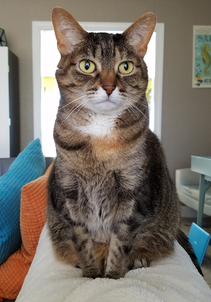 image of Sophie the Torbie Cat sitting on the back of the sofa