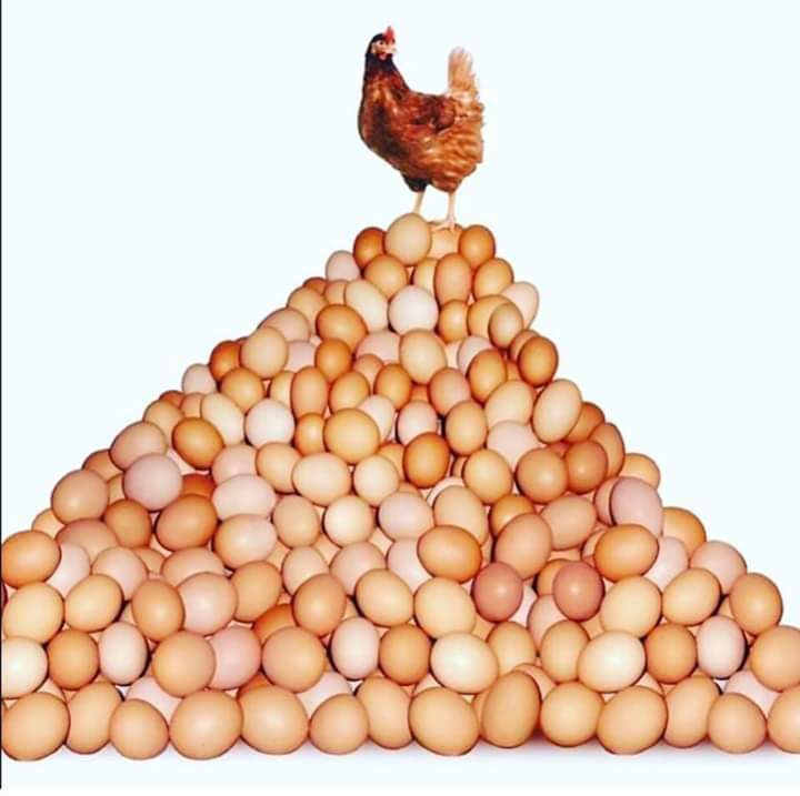 HOW TO ACHIEVE BIGGER EGG SIZE IN LAYERS EGG PRODUCTION