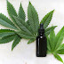 Uso de maconha medicinal é aprovado pela Anvisa