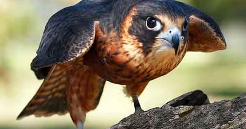 Burung Alap-alap Australia