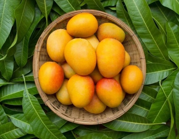famous varieties of indian mangoes,