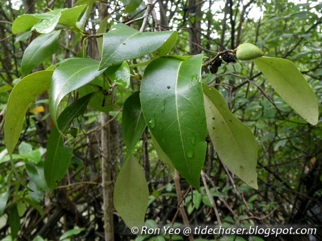 tHE tiDE cHAsER: Api-api Jambu (Avicennia marina)