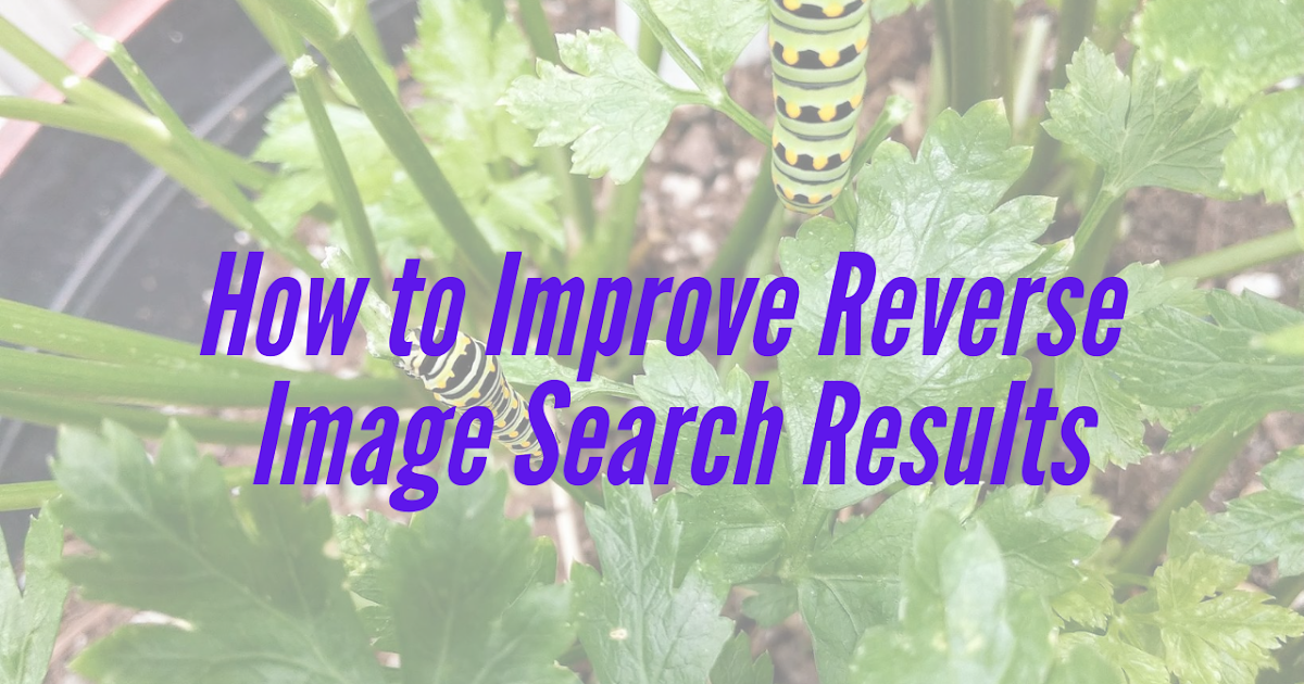 How to Improve Reverse Image Search Results