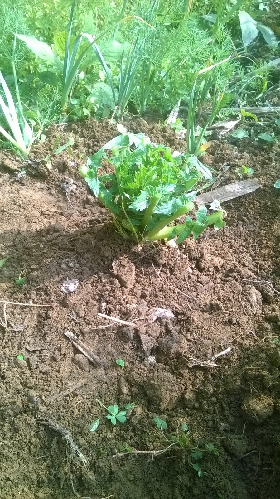 Radish Seed Production Root to Seed Method AgriTimes In The Zone