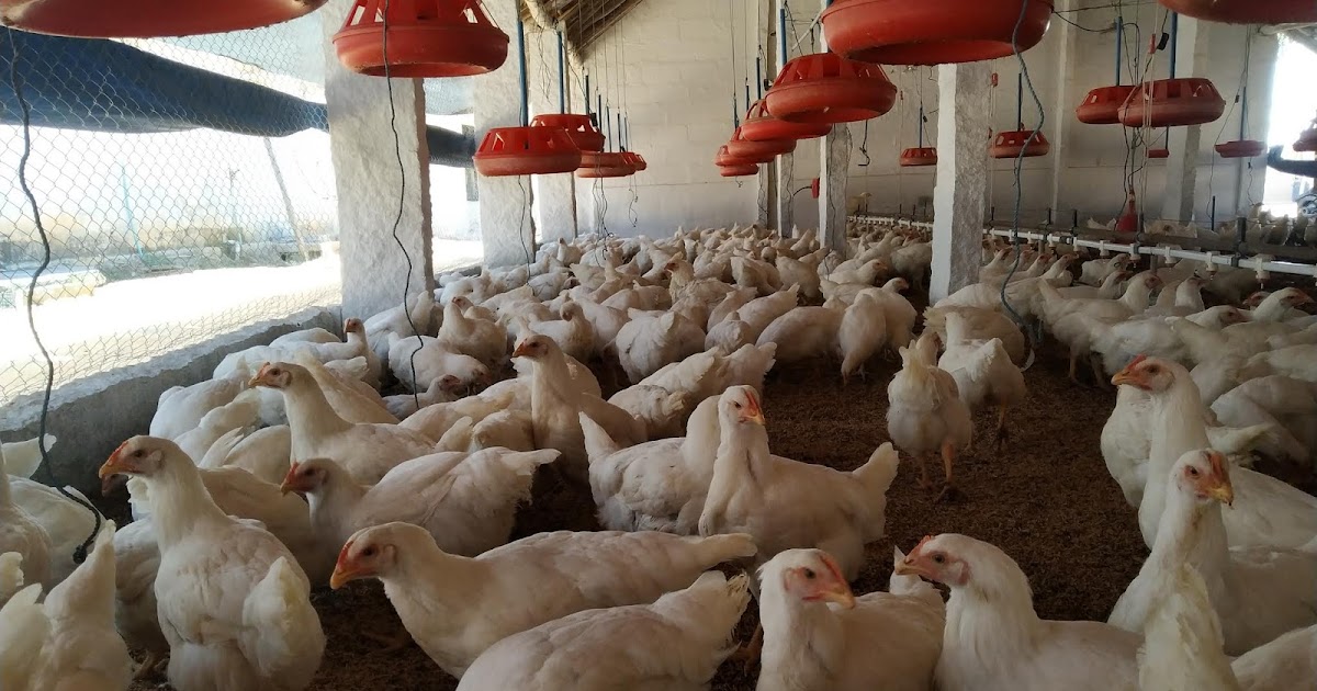 GROWING & LIGHTING MANAGEMENT IN THE POULTRY FARM Poultry farm