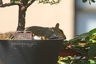 This is a photograph features another view of the squirrel sitting in the container that is housing a shrub in my rooftop garden. He/she is taking a nap. My garden is the setting for my three volume book series, "Words In Our Beak."  (Info re the books is within a post on my blog @ https://www.thelastleafgardener.com/2018/10/one-sheet-book-series-info.html). Squirrels are not featured in  these books, but I have published info re them within other entries on this blog (@ https://www.thelastleafgardener.com/search?q=Squirrels).