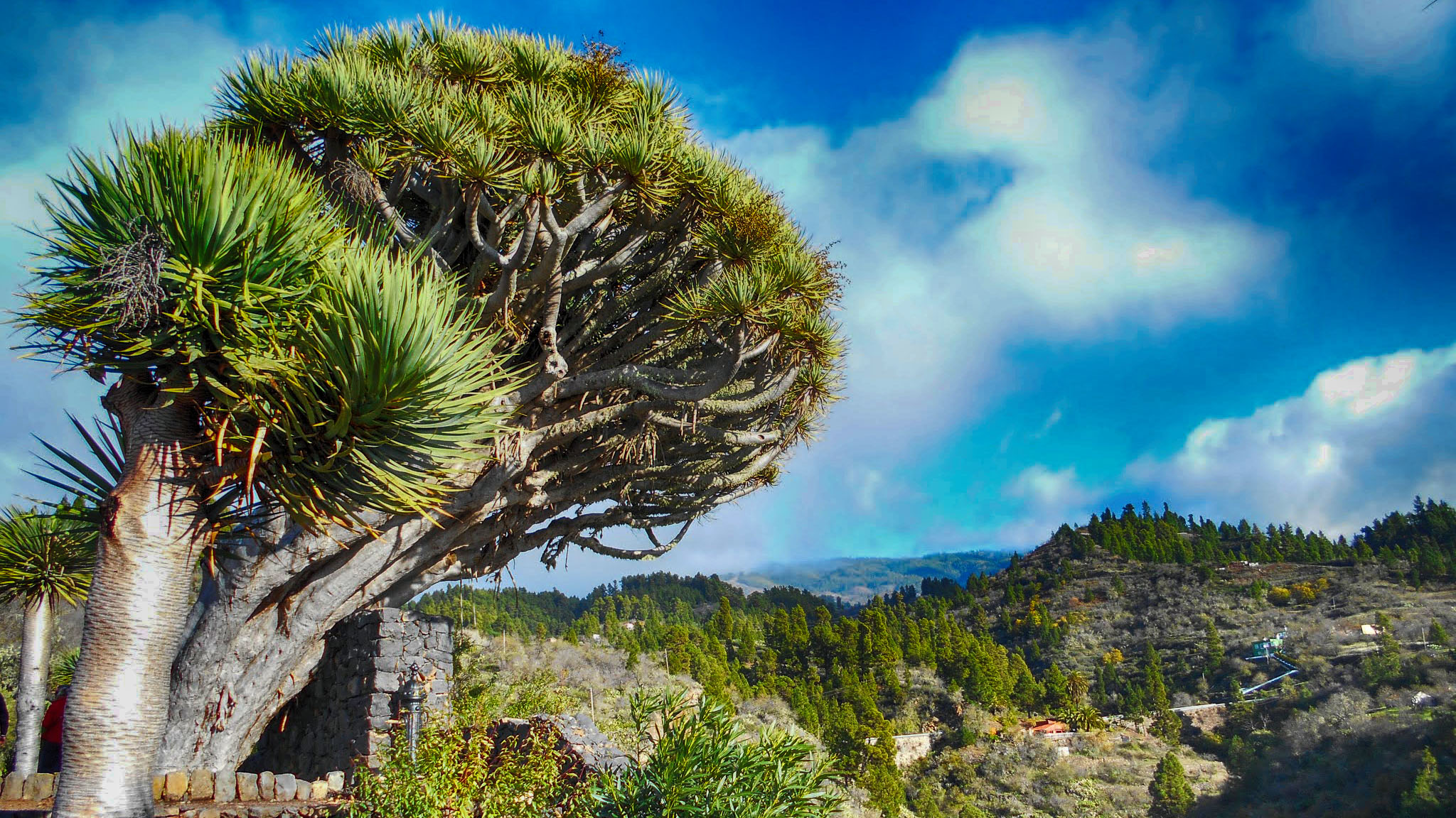 La Palma