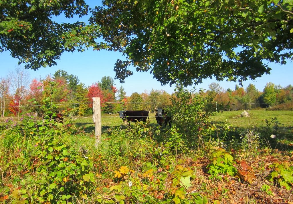 Windswept Adventure The Hamlet Of North Lawrence, New York Part 2