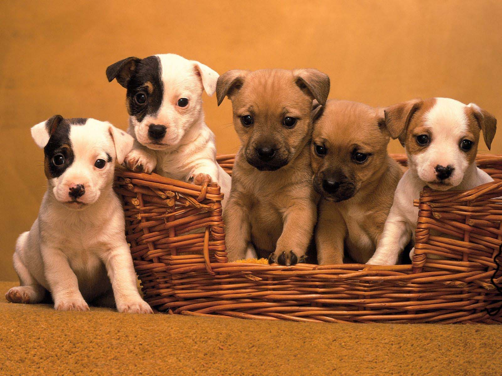 the cute dogs and puppies, nice wallpapers | Nice Wallpapers, Animals