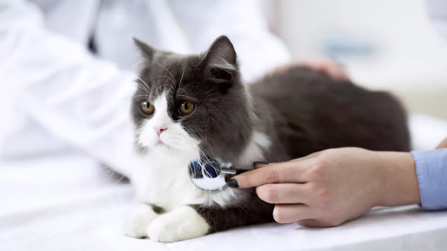 Cat Vaccines Cat Vaccines