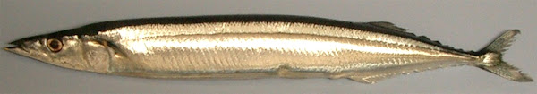 pacific saury fish, about pacific saury fish, pacific saury fish appearance, pacific saury fish breeding, pacific saury fish color, pacific saury fish characteristics, pacific saury fish eggs, pacific saury fish facts, pacific saury fish history, pacific saury fish info, pacific saury fish images, pacific saury fish lifespan, pacific saury fish origin, pacific saury fish photos, pacific saury fish pictures, pacific saury fish rarity, pacific saury fish size, pacific saury fish scales, pacific saury fish uses, pacific saury fish varieties, pacific saury fish weight