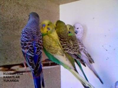 Muhabbet Kuslari Yumurtlamaya Hazir Muhabbet Kusu Nasil Anlasilir