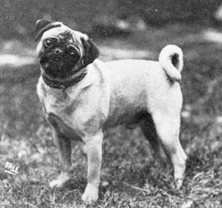 1915'ten bir pug.