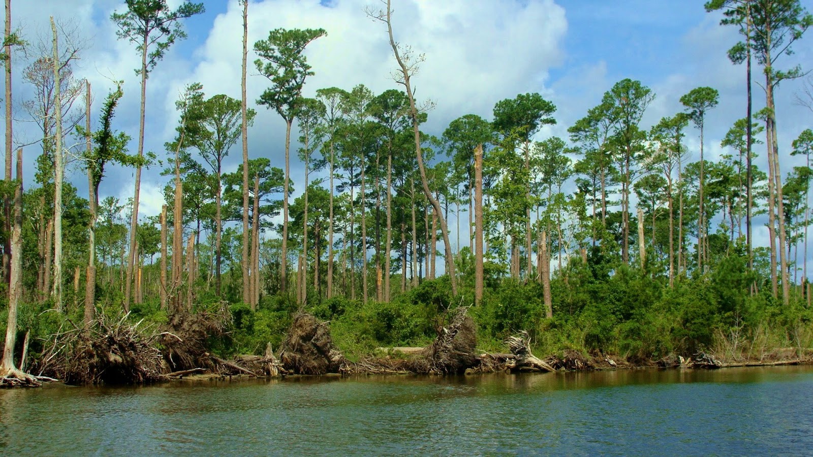 IT'S PERFECT THE ADVENTURE CONTINUES ALLIGATOR RIVER, OUTER BANKS