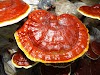 The Antibacterial Properties of Ganoderma Lucidum