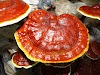 What Ganoderma Lucidum Actually does?