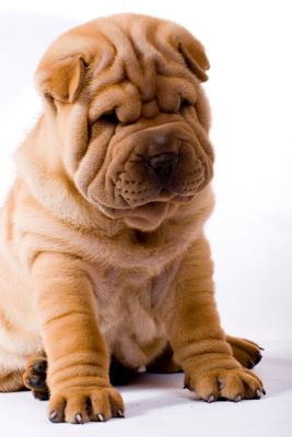 dog with fat rolls