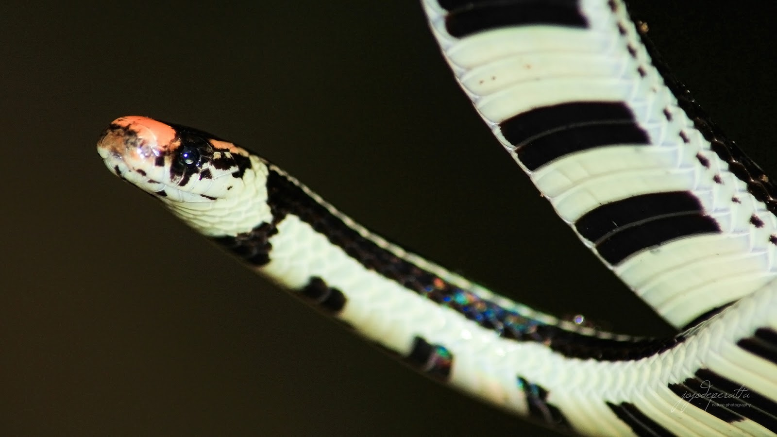 Twolined Coral Snake