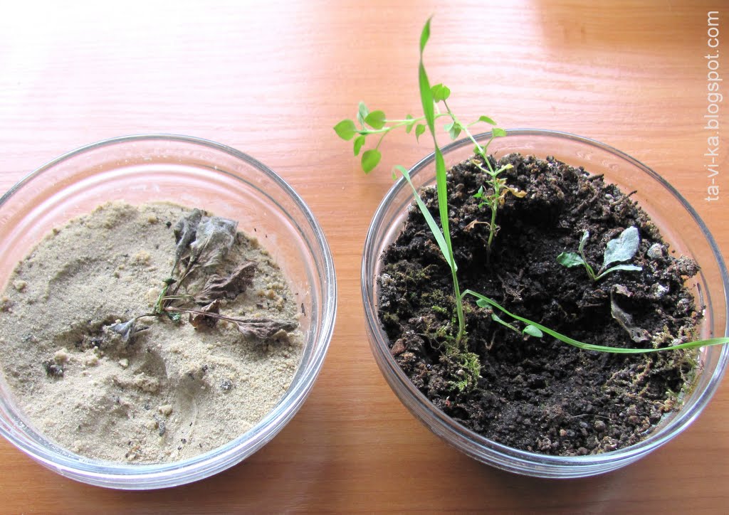 Влияния почв на растительность. Растения в почве опыт. Влияние почвы на рост растений. Семена в песке и почве. Опыты растение в воде и в почве.