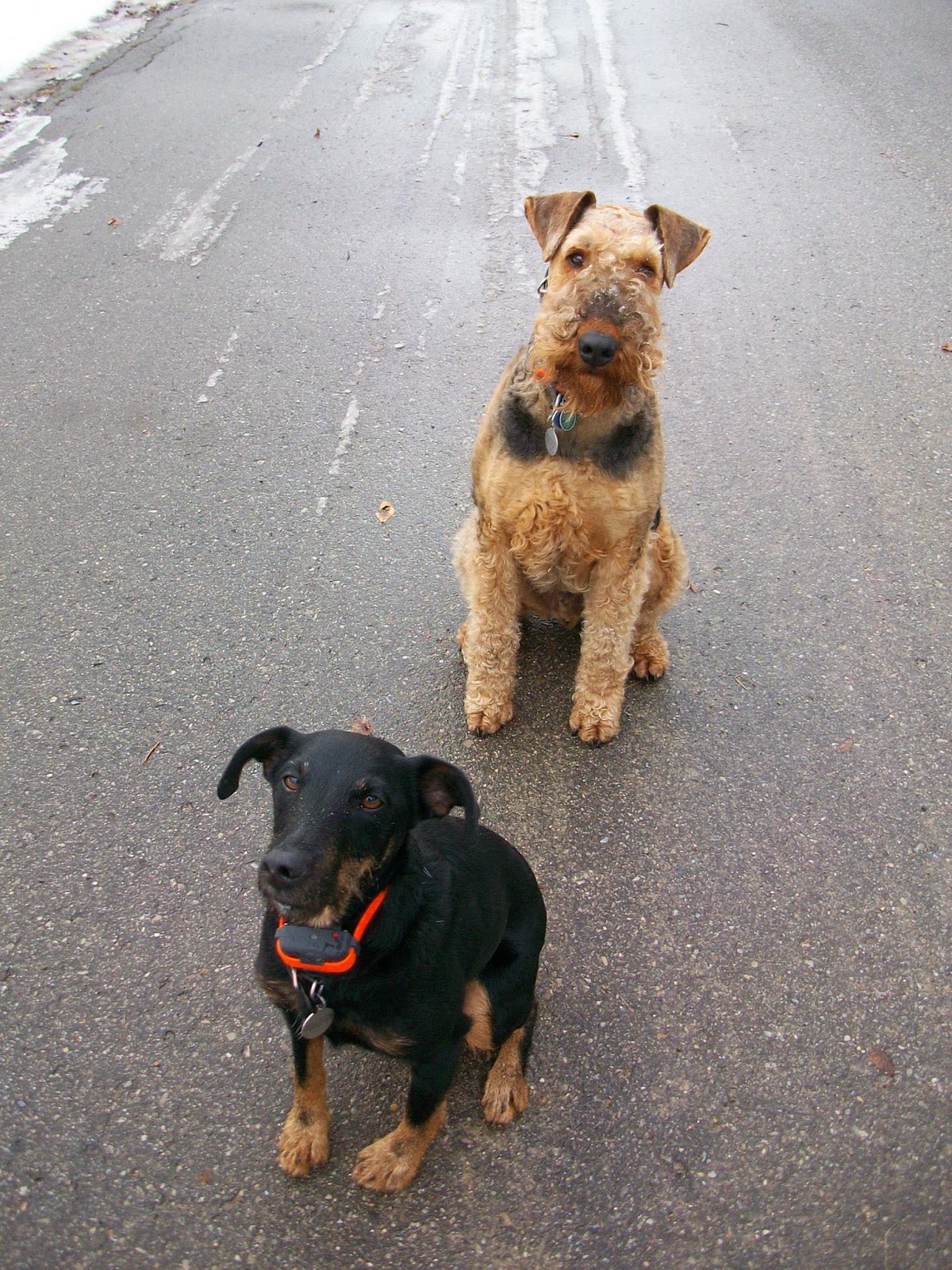 Electronic Dog Training Solutions Many Happy Dogs Wear ECollars!