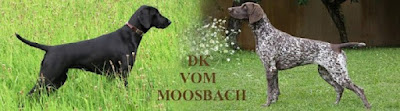 Deutsch Kurzhaar vom Moosbach
