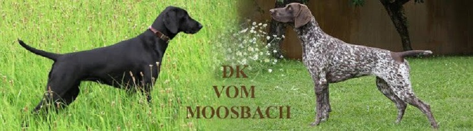 Deutsch Kurzhaar vom Moosbach