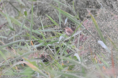 Boscarla de canyar (Acrocephalus scirpaceus)