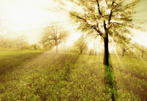 Kisah Nabi Adam dari proses penciptaan hingga turun ke bumi. ~ CERITA