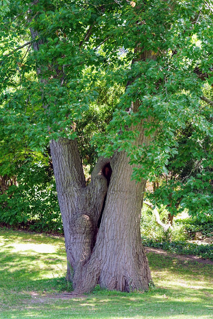 Tree in High Park